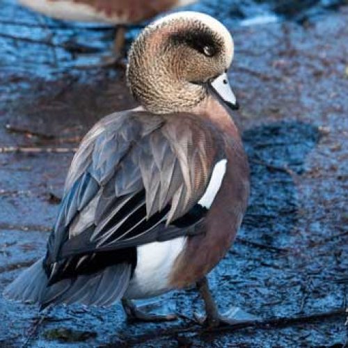 Friends of Shoal Harbour American Wigeon